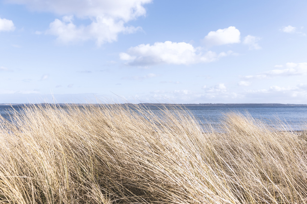 XXL Wandbild: Strandhafer am Sandstrand | Maritime Naturschönheit und nordische Weite im Querformat. Dieses XXL Wandbild zeigt ein beeindruckendes Feld aus goldenem Strandhafer, dessen Halme sich im Wind vor der blauen Kulisse der Ostsee wiegen. Der weite Blick über die Dünenlandschaft hin zum Horizont fängt die ungestörte Ruhe eines Tages am Meer perfekt ein. Holen Sie sich diese zeitlose Küstenidylle nach Hause, um in Ihren Wohn- oder Schlafräumen einen natürlichen und beruhigenden Akzent zu setzen. Auch in Wellnessbereichen sorgt dieses Motiv für eine helle und entspannte Atmosphäre. Die Kombination aus den warmen Beigetönen der Gräser und dem klaren Blau des Wassers verleiht jedem Raum eine harmonische Tiefe und maritime Frische.