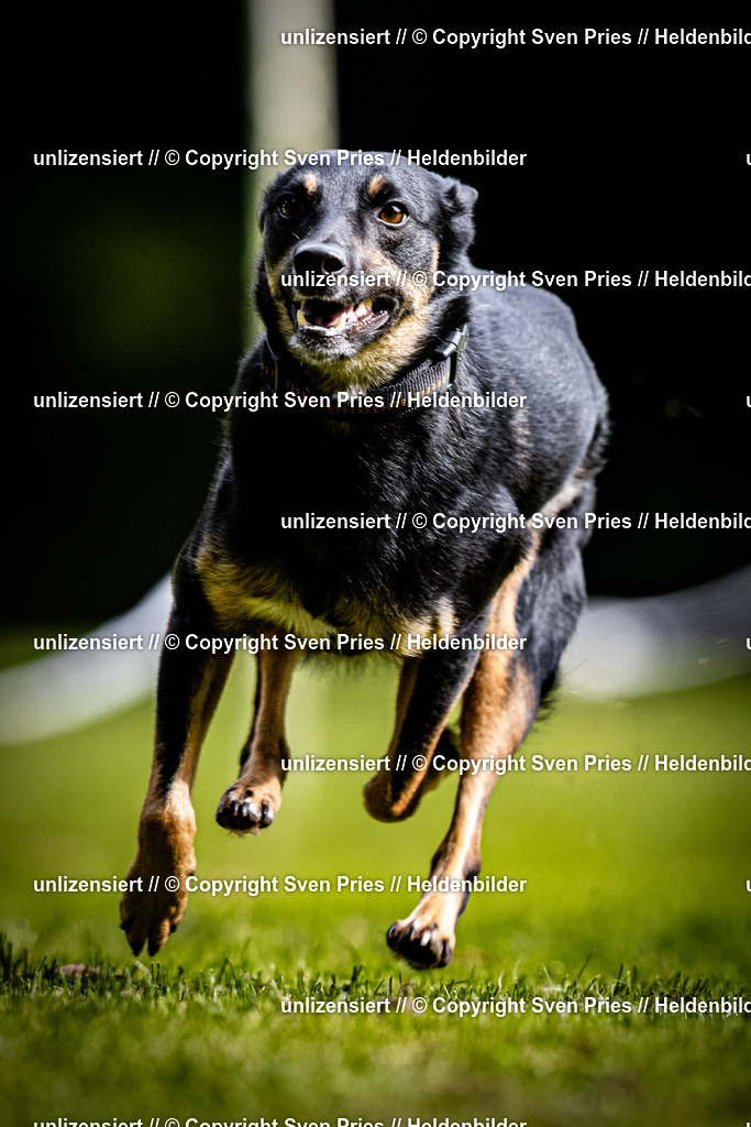 Sven Pries | 2025-10-03 - Hunderennen Obergrombach - Realisiert mit Pictrs.com