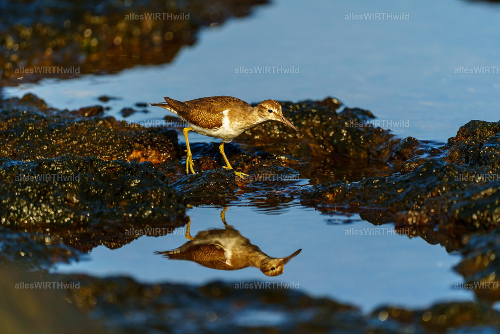 allesWIRTHgut Tierfotografie - allesWIRTHgut.de - 7IV01007 | Entdecke die faszinierende Welt der Natur- und Wildlife-Fotografie von Daniel und Bärbel. Inspirierende Bilder von wilden Tieren und kleinen Naturwundern.
