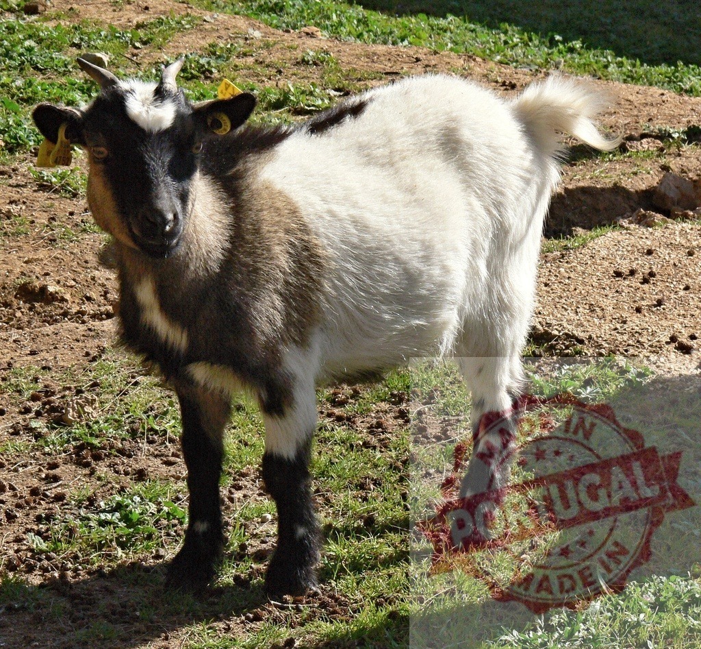 Domestic goat kid standing on a grassy farm | Domestic goat kid standing outdoors on a farm looking at the viewer - Realized with Pictrs.com