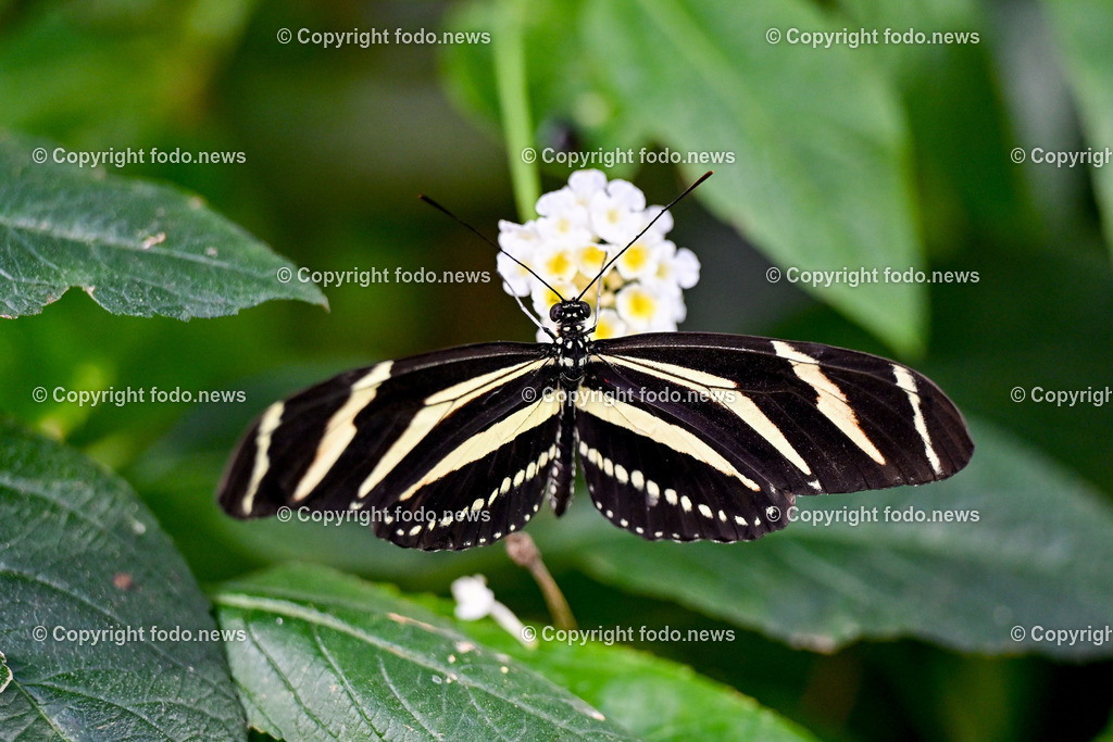 Botanischer Garten Linz_ Schmetterlinge_ Orchideen_ 21.01.2024-46 | 21.01.2024, Botanischer Garten Linz, AUT, Schmetterlinge, im Bild tropische Schmetterlinge, Schmetterling, Falter, Natur, Tiere, Blumen, Pflanzen, Insekten, Butterfly, Tropenhaus