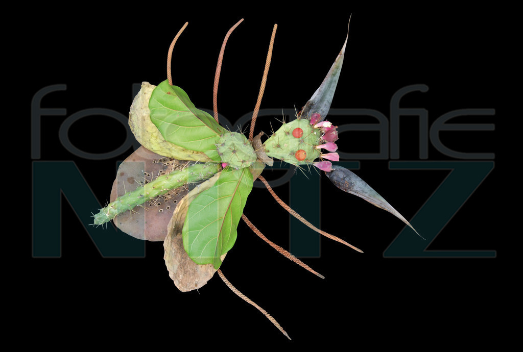 53 | Nitz Fotografie aus Montabaur bietet Ihnen hier die Möglichkeit Bilder auszusuchen und zu bestellen. 