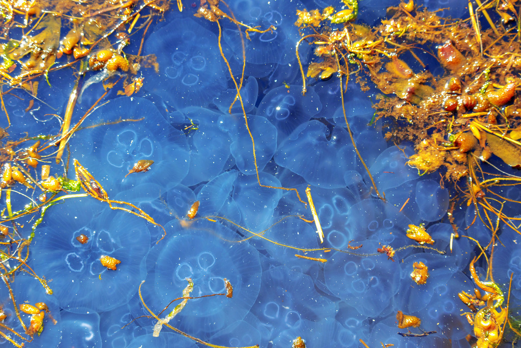Wandbild: Quallen und Seetang in Eckernförde | Sanfte Bewegung auf der Wasseroberfläche – Eine ruhige Szene voller Leichtigkeit – dieses Wandbild zeigt zahlreiche Quallen, die an der Oberfläche des Hafenwassers treiben. Die weichen Formen und das stille Schweben schaffen eine entspannte und ausgeglichene Bildwirkung. Ideal für Wartezimmer, Behandlungsräume oder Empfangsbereiche, um eine stressfreie und wohltuende Umgebung zu gestalten. - Realisiert mit Pictrs.com