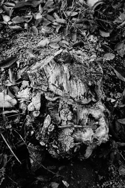 Baum Füße 7 | ARDT Foto Kunst