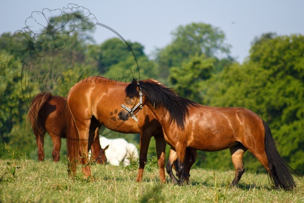 Pferd Fuchs (Rasse mir unbekannt)  | only.this.little.world - Realisiert mit Pictrs.com