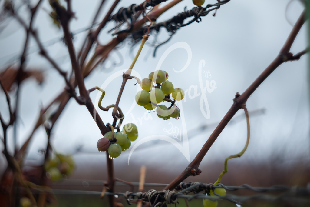 IMG_5533 | petragrafie - Realisiert mit Pictrs.com