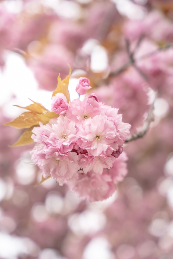 Blühender Kirschbaum | Die Kirschbaumblüte wird in Zug gefeiert. - Realisiert mit Pictrs.com