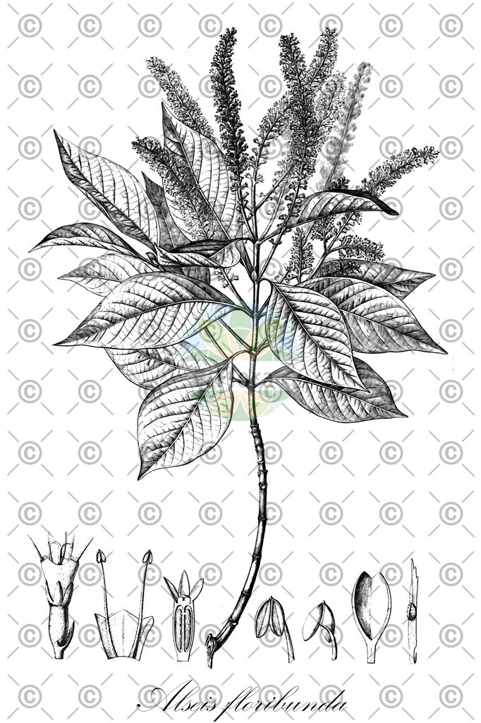 HistAbb_wfo-0000951557_1_ENZY_Simple | Historische Abbildung von Alseis floribunda - Rubiaceae | Historical Illustration of Alseis floribunda - Rubiaceae