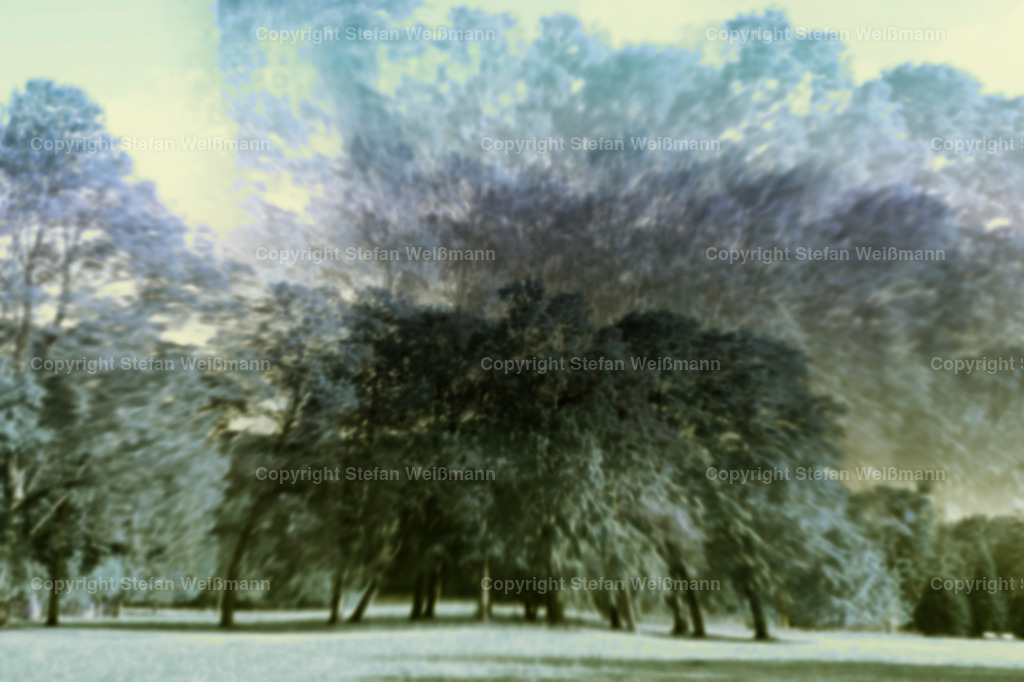 Der Wald | Vor lauter Bäume sieht man den Wald nicht mehr. - Realisiert mit Pictrs.com