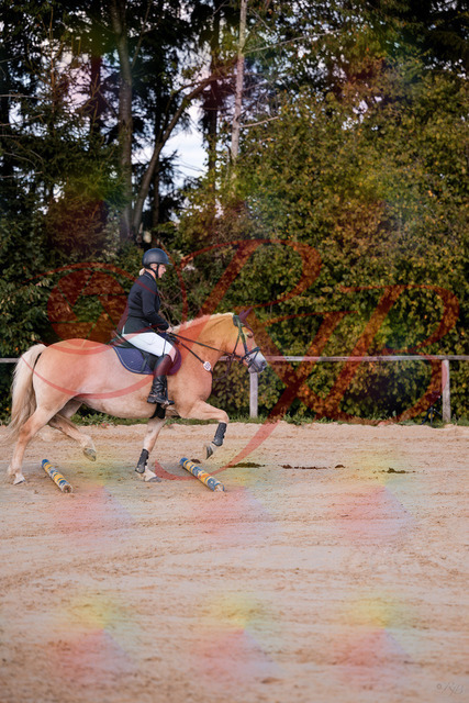 2026_10_03_Siefer-Hof_145227_Z81_31445221 | Professionelle Reitsport-, Turnier- und Eventfotografie von Robert Broda. Galerien mit ausgewählten und bearbeiteten Bildern direkt online ansehen und bestellen.