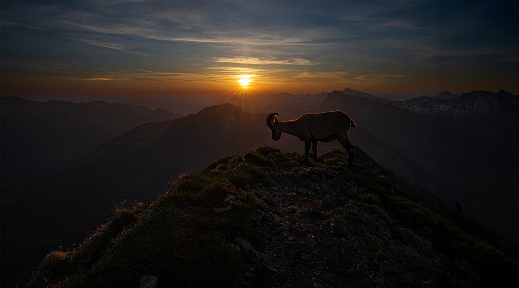 Steinbock | <meta name="keywords" content="Bergbilder, Hochzeitsfotografie, Actionshootings, Fotografiearbeiten, Berglandschaften, Naturfotografie">

 - Realisiert mit Pictrs.com