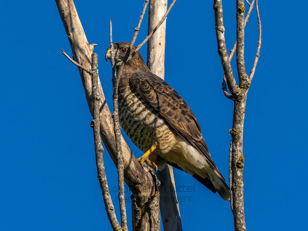 P1637225-Verbessert-RR-Bearbeitet-2023-LR | Natur im Moment - Realisiert mit Pictrs.com