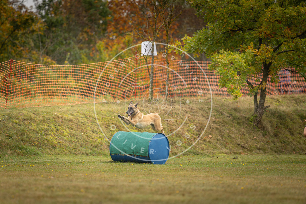 Pfotenfotografie_DV3A1514 | Hundefotografie, Tierfotograf, Pfotenfotografie, Fotoshooting Hund, Hunde Portrait, Hundesport, Hundeportraits, Heideshooting, Hunde, Sportfotograf, Hundefotograf, Turnierhundsport, THS,  - Realisiert mit Pictrs.com