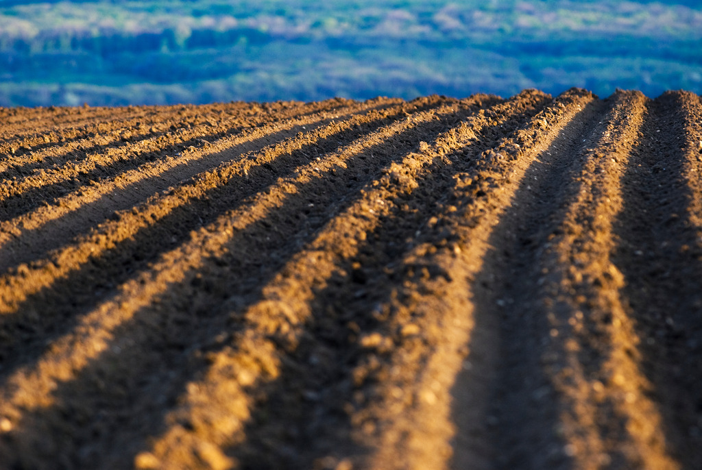 Zuckerruebenfeld | Arbesthal, Austria - April 19, 2008: Zuckerruebenfeld. - Realisiert mit Pictrs.com