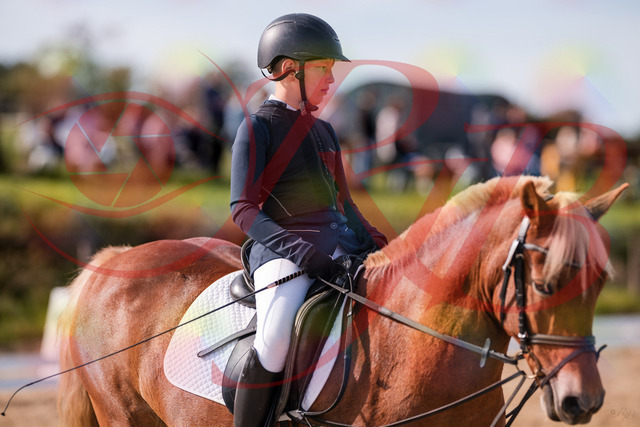 2026_10_03_Siefer-Hof_115956_Z81_01162257 | Professionelle Reitsport-, Turnier- und Eventfotografie von Robert Broda. Galerien mit ausgewählten und bearbeiteten Bildern direkt online ansehen und bestellen.