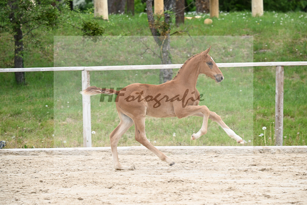 Kat-Nr. 22 HF Chaccothage Blue PS x Asti Spumante_Wimmer_24260478 | hf-fotografie - Realizzato con Pictrs.com