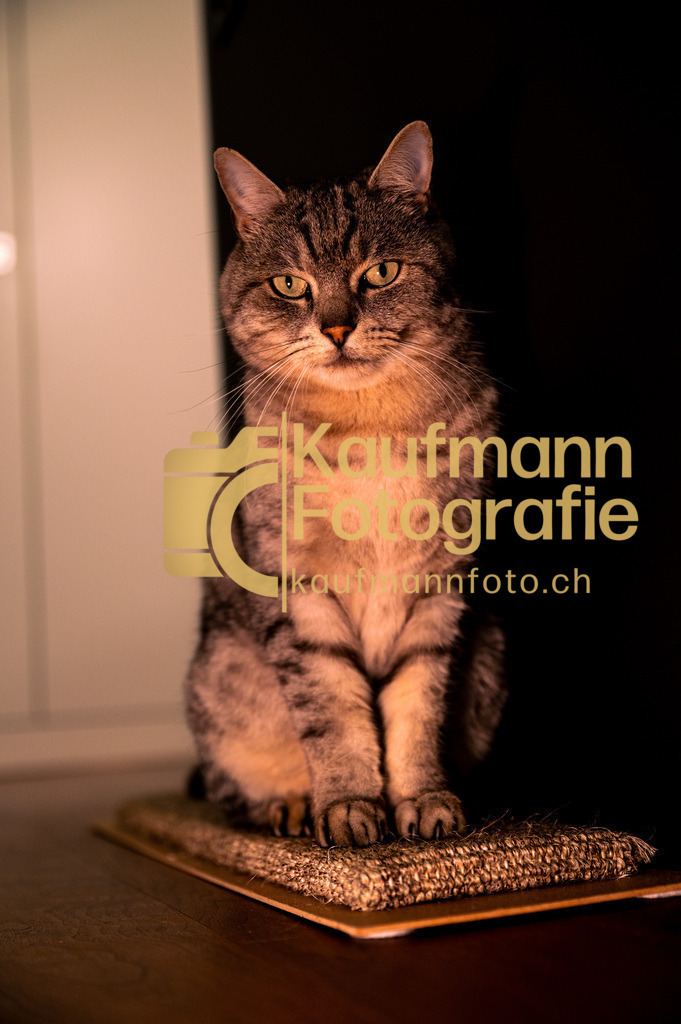 Baghira_Portrait_def-8320 | kaufmannfoto - Realisiert mit Pictrs.com