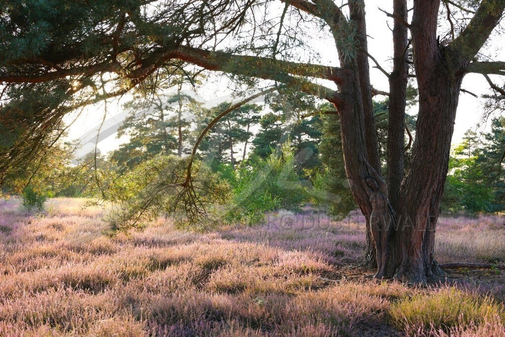 NatureArt-HEIDEBÄUME_0334a | Heide im Gegenlicht | #005 | Modell: Tina | Foto: Alexander Große-Strangmann - Realisiert mit Pictrs.com