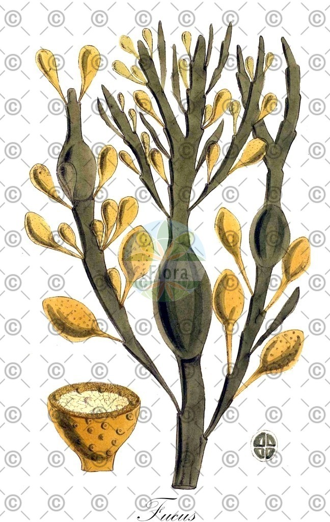 HistAbb_7P2VH_6_ENZY_Simple | Historische Abbildung von Fucus - Fucaceae (0) | Historical Illustration of Fucus - Fucaceae (0)