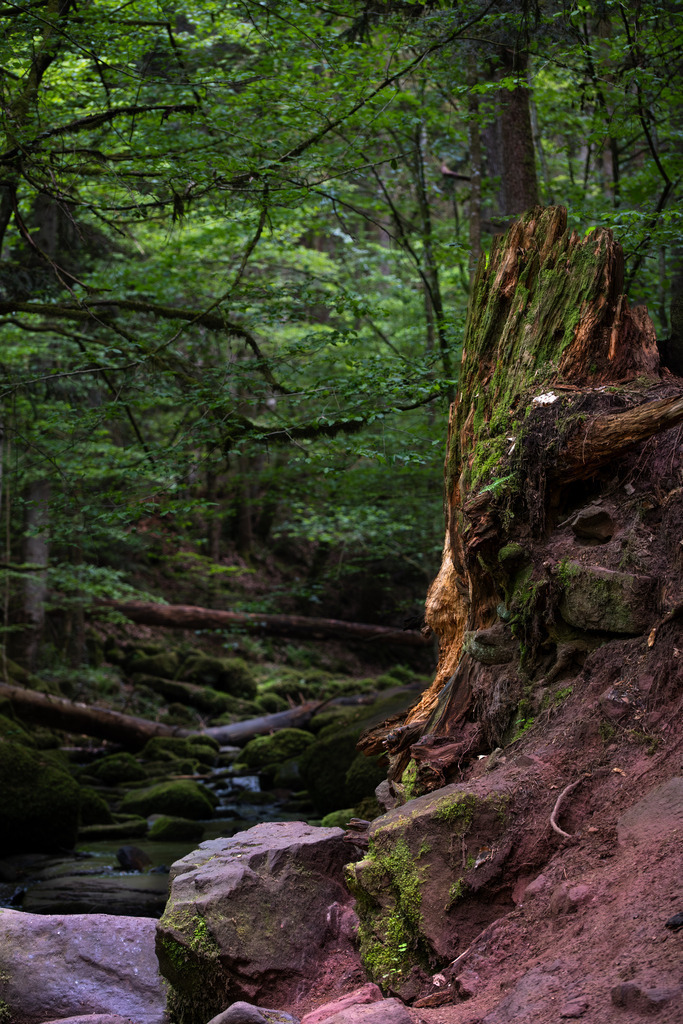 DSCF5727-1 | Tier- & Landschaftsfotografie und Porträtshootings. Entdecke einzigartige Fotokunst als Wandbild, Tasse oder Mauspad – mit Leidenschaft fotografiert - Realisiert mit Pictrs.com