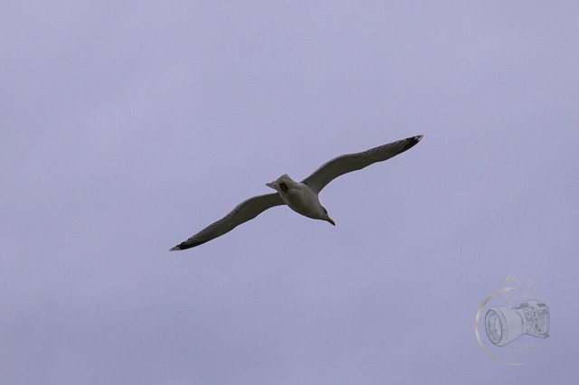 _DSC9080 | Shop für Prints Landschaftsfotografie Sächsische Schweiz Naturfotografie in Thüringen Fotos vom Findlingspark Nochten Kloster Sankt Marienstern Bilder Festung Königstein PanoramaRhododendronpark Kromlau FotogalerSchleswig-Holstein Küstenlandschaften