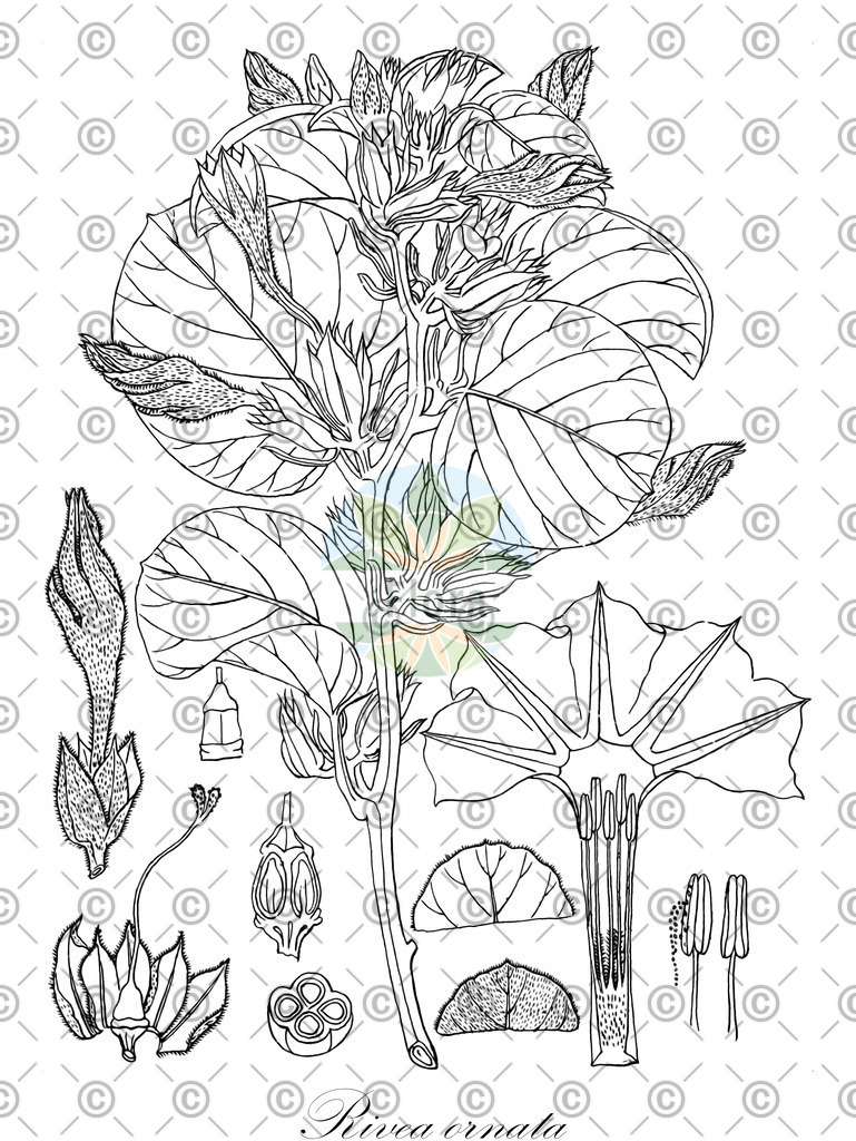HistAbb_wfo-0000404539_1_ENZY_Simple | Historische Abbildung von Rivea ornata - Convolvulaceae | Historical Illustration of Rivea ornata - Convolvulaceae
