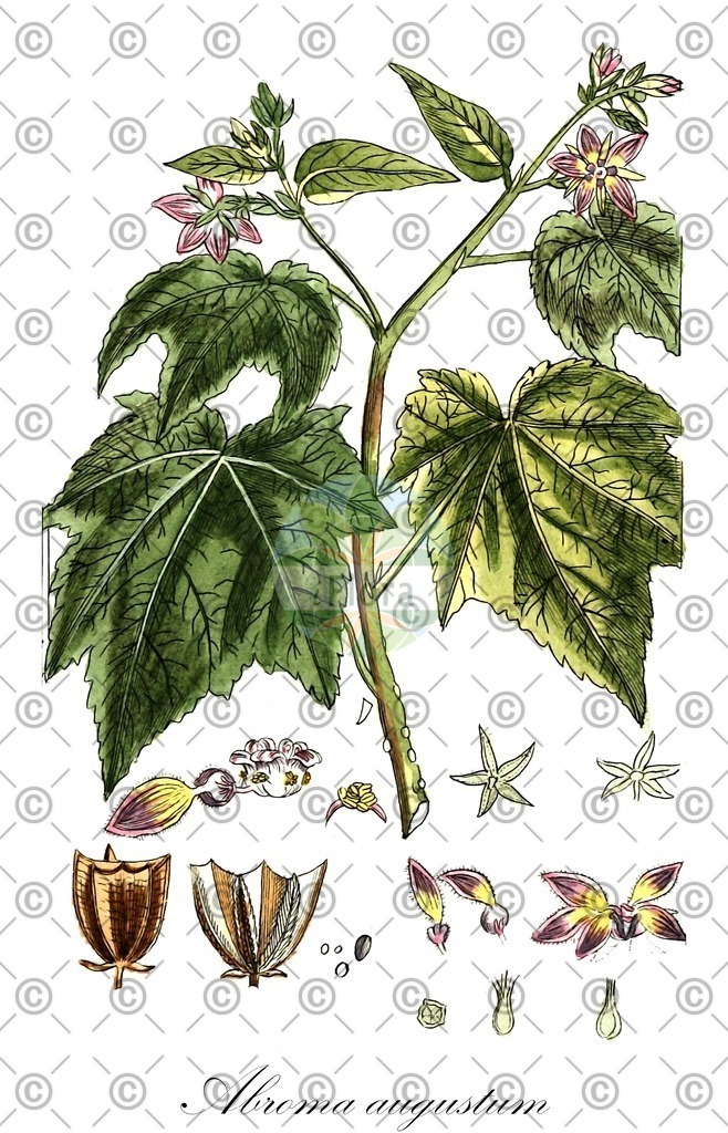 HistAbb_wfo-0000511487_1_ENZY_Simple | Historische Abbildung von Abroma augustum - Malvaceae | Historical Illustration of Abroma augustum - Malvaceae