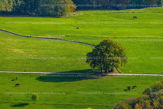 Wetter221017310 | Luftbild, Baum im Feld, Haspe, Hagen, Ruhrgebiet, Nordrhein-Westfalen, Deutschland