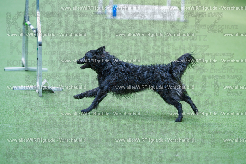 @allesWIRTHgut_Tierfotografie - www.allesWIRTHgut.de - 2604261401-7R503206 | Professionelle Tierfotografie in Mönchengladbach von Daniel Wirth (allesWIRTHgut). Liebevolle & natürliche Bilder von Hunden & Katzen für unvergessliche Erinnerungen.