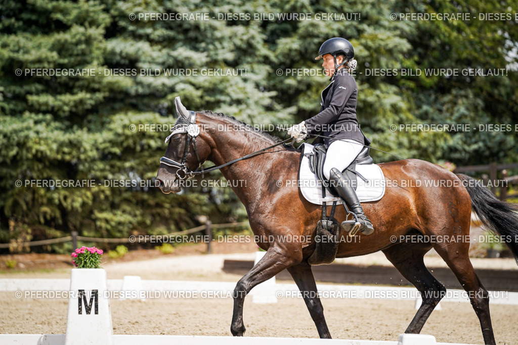 DSC03081 | Pferdegrafie