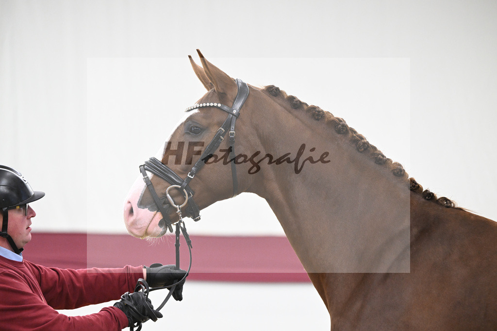 Kat-Nr. 54 Bonds x Zoom_Matthias Schlamminger GmbH_47252018 | hf-fotografie - Realisiert mit Pictrs.com