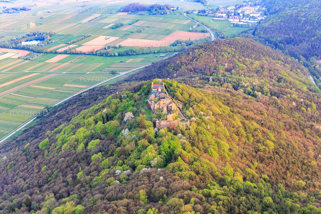 Luftbild: Burgruine Madenburg auf einem herbstlich verfärbten Berg des Pfälzerwalds aus Norden in Eschbach im Bundesland Rheinland-Pfalz in Deutschland. Foto: IMG_106865.jpg vom 21.04.2018 durch Werner Riehm/FLY-FOTO.de