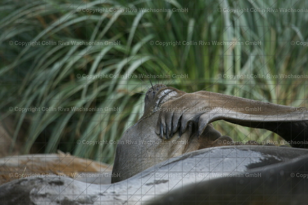 IMG_1831 | Antarktis / Antarctica - Realisiert mit Pictrs.com