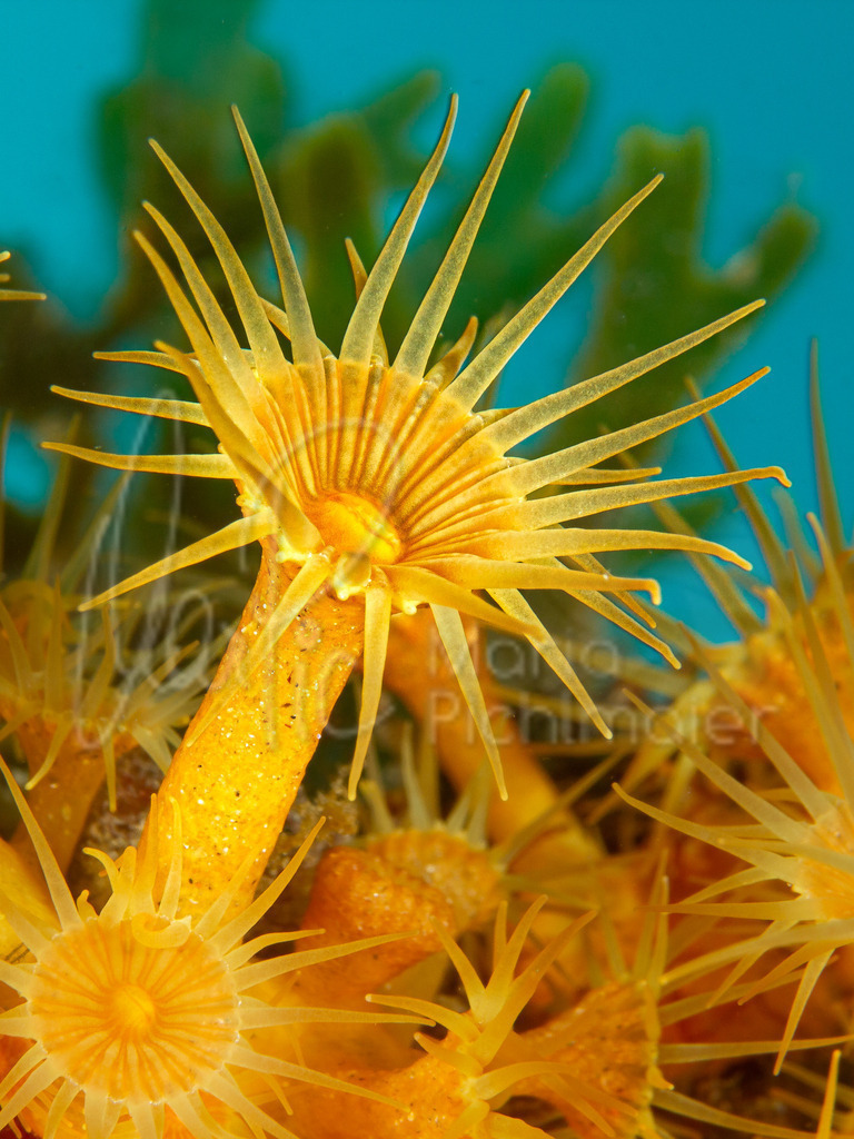Parazoanthus axinellae | gelbe Krustenanemone / Cast: Anémona incrustante amarilla; Eng: Yelow incrusting sea anemone - Realisiert mit Pictrs.com