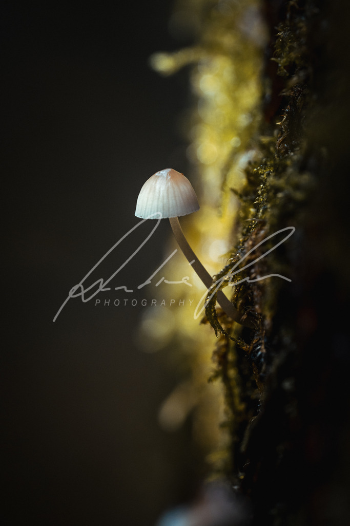 DSC00154 | Photograuer - Realisiert mit Pictrs.com