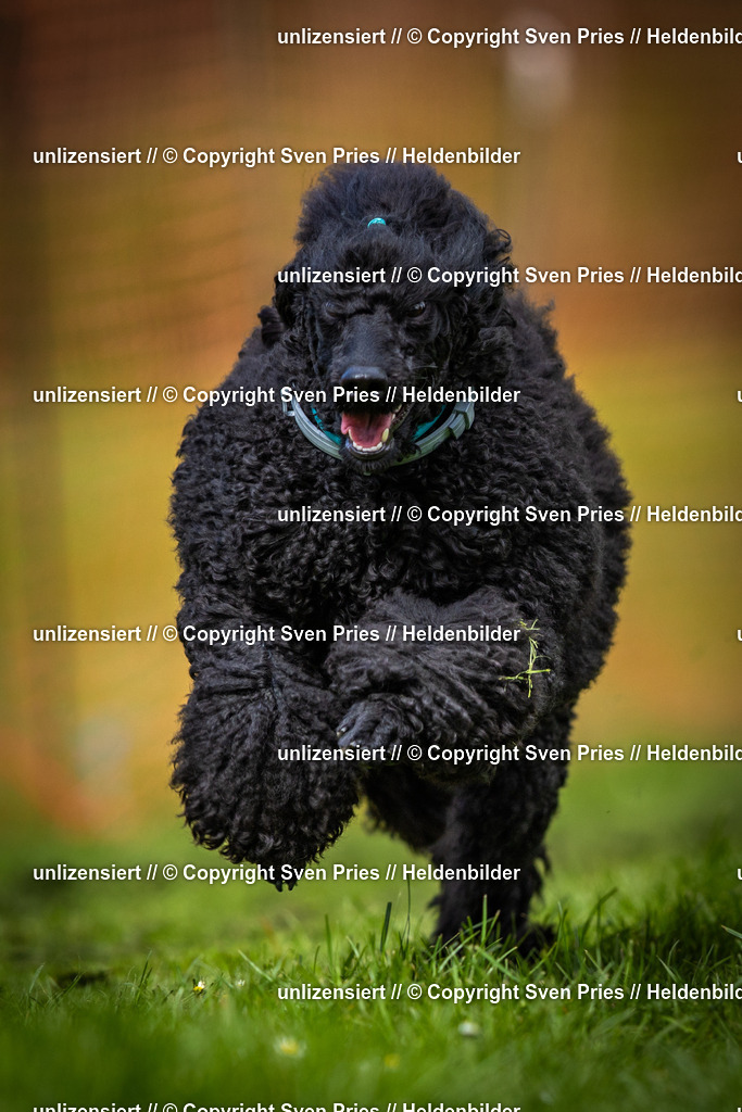 Sven Pries | 2025-04-13 - Hunderennen Baden-Baden - Realisiert mit Pictrs.com