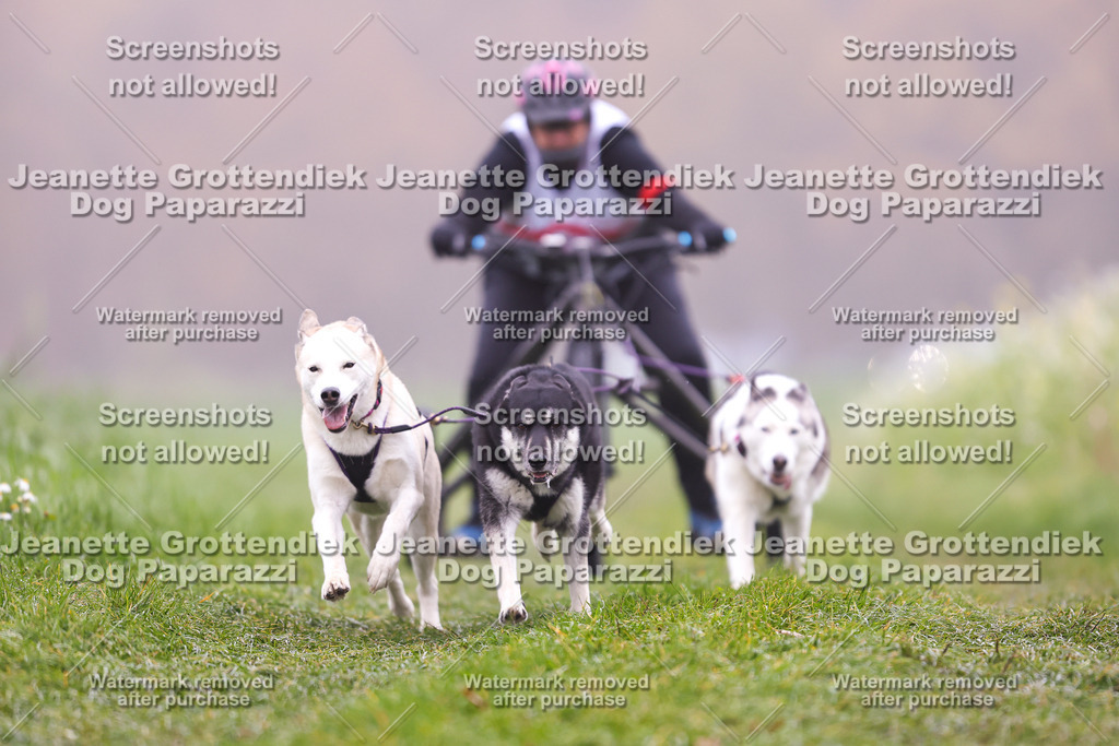 Dog Paparazzi - Visbeck 25 -28 | Dog Paparazzi Jeanette Grottendiek Fotografie & Videografie - Realisiert mit Pictrs.com