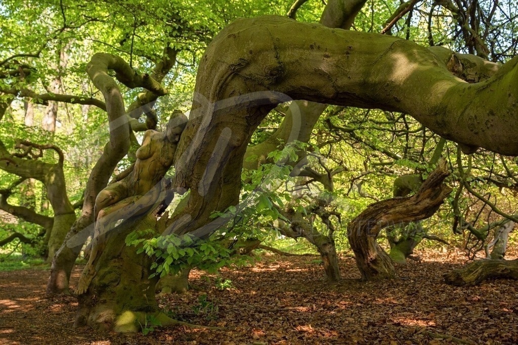 NatureArt-SÜNTELBUCHEN_6721 | Ruhend auf und am Stamm | #005 | Modell: Fee | Foto: Dirk Ludwig - Realisiert mit Pictrs.com