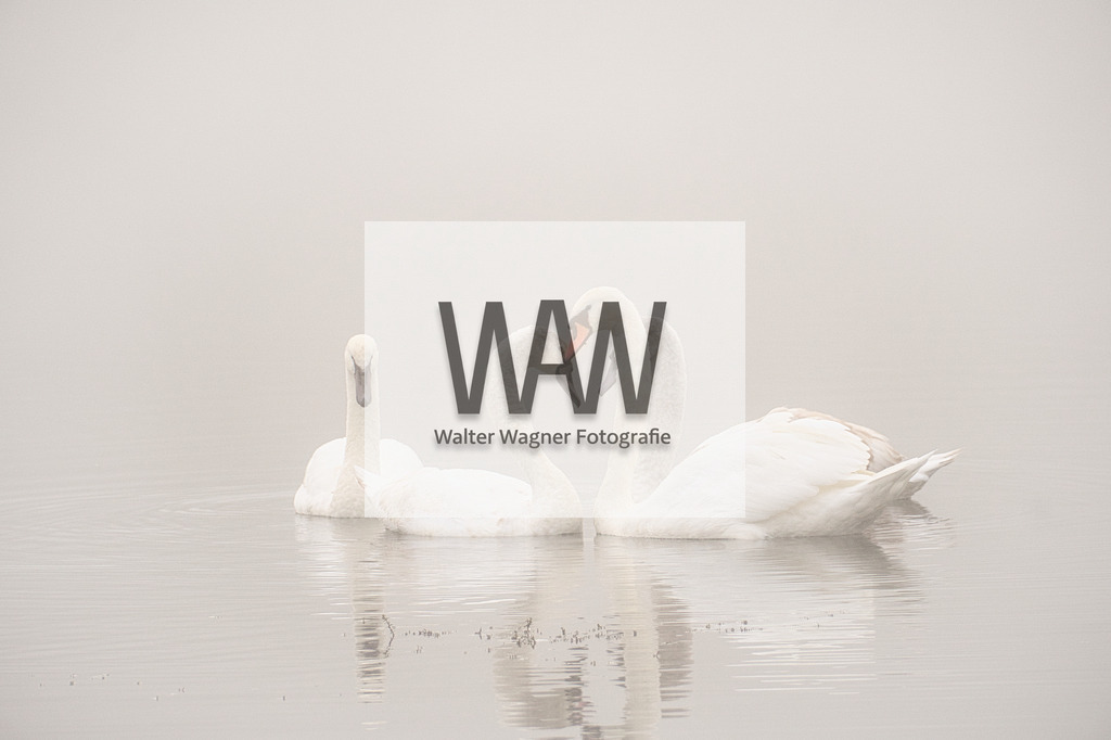 WWW01918 | walter-wagner-fotografie