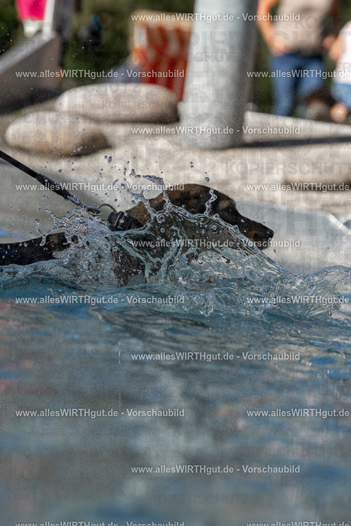 Hundeschwimmen_Volksbad_2026-allesWIRTHgut_Tierfotografie-2609061158-FAY06343 | Professionelle Tierfotografie in Mönchengladbach von Daniel Wirth (allesWIRTHgut). Liebevolle & natürliche Bilder von Hunden & Katzen für unvergessliche Erinnerungen.