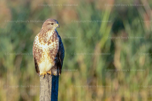 2022164 | Tierfotografie, Tierkalender, Tierbilder, Insekten, Spinnen, Vögel, Schmetterling, Libellen, Leinwand, Colorkey, Qualität, Geschenkartikel, Geschenk - Realisiert mit Pictrs.com