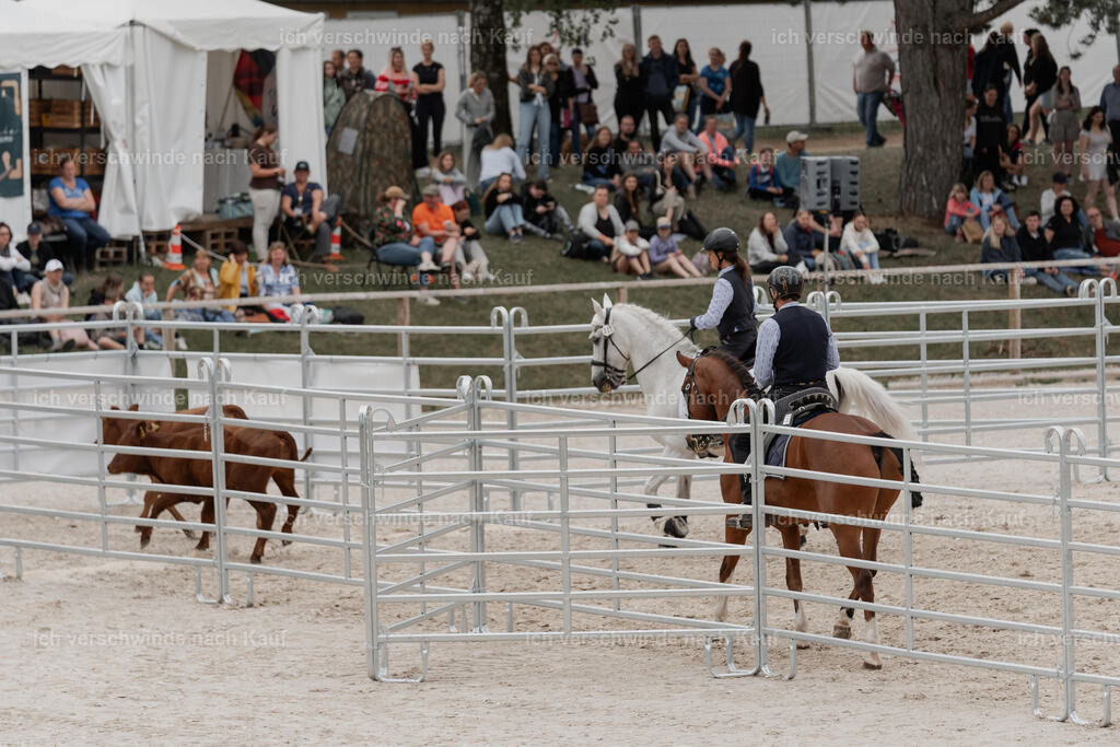 WE__Stoib_Rinder_PI2025_3111 | Pferd International München 2025