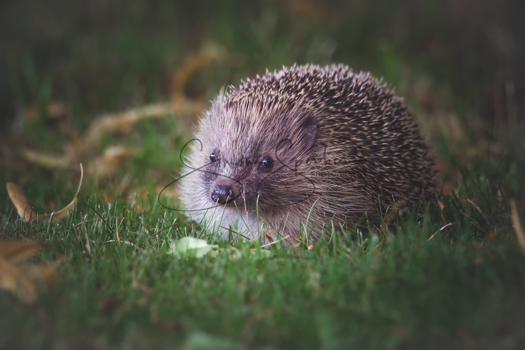 Igel | Simone Sperber, svb-photography,Fotografin,Bilddesignerin,Naturfotografie,Macrofotografie,Tierfotografie,Wildtierfotografie,Ausstellungen,Auftragsfotografie,Kunst,Art,Photographer,Shootings,Bildberatbeitung,Galerie,Shop