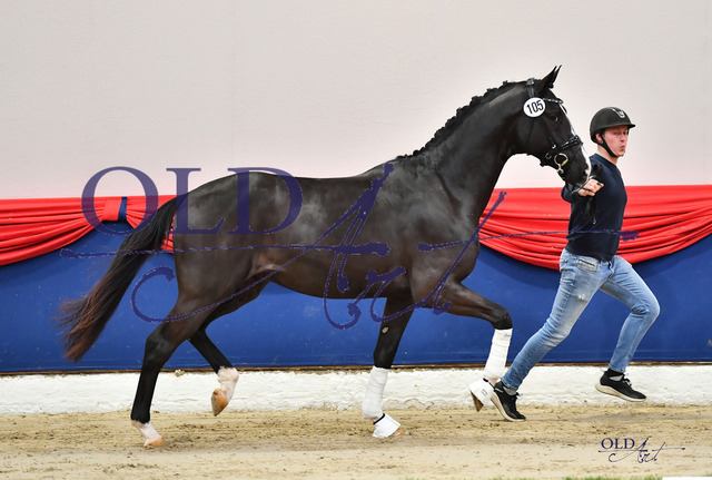 105 DE433330021020 HM Totillah - Licotus - CorlandoDSC_0005_s | <meta name="description" content="★Offizieller Merchandise und Foto-/Videostore des Oldenburger Verbandes.★ ✅Jetzt auch digital Ausdrucke erhältlich." />
<meta name="keywords" content="Merchandise Foto-/Videostore Oldenburger Verband Photographie 