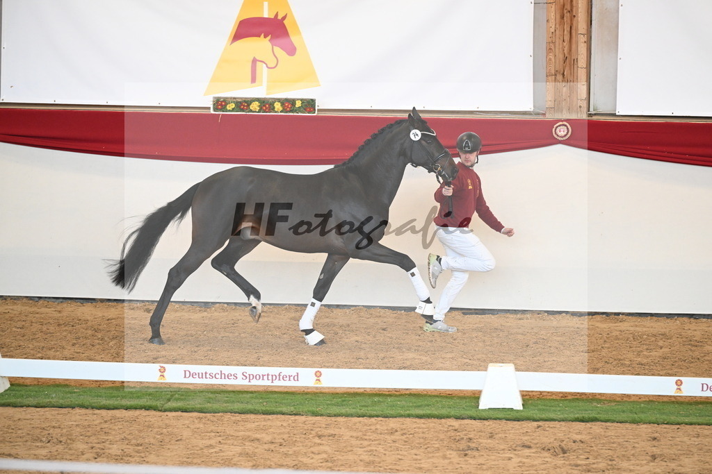 Kat.-Nr. 74 v. Quaterback_Mieleszko-Vekens_2250649 | hf-fotografie - Realisiert mit Pictrs.com