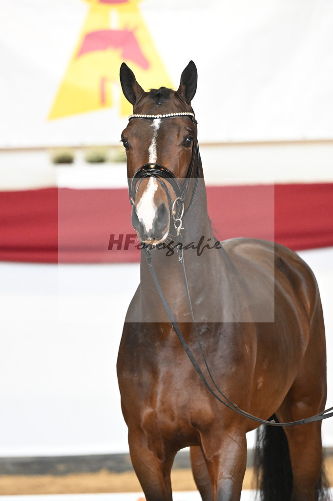 Kat-Nr. 54 Valdiviani x Foundation_2M2 Horses_47241873 | hf-fotografie - Realizzato con Pictrs.com