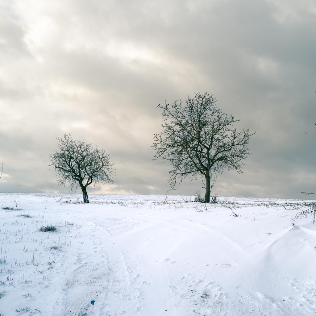 zwei bäume im schnee | Buchen Sie ein Fotoshooting in Würzburg oder Umgebung bequem online in meinen Webshop.