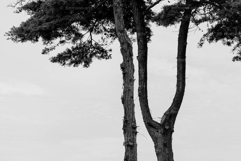 Trees_fine_Art_0049 | Photo Foto Kunst Art schwarzweiss Bilder Rheine Münster Berlin Blumen 