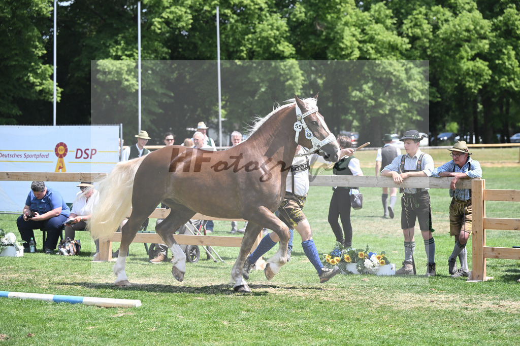 Kat-Nr. 55 Esmiralda_Gilg_20230883 | hf-fotografie - Realisiert mit Pictrs.com