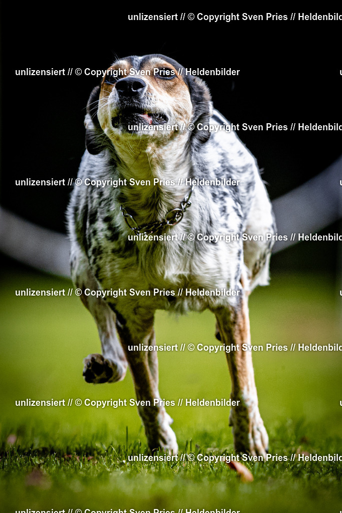Sven Pries | 2025-10-03 - Hunderennen Obergrombach - Realisiert mit Pictrs.com